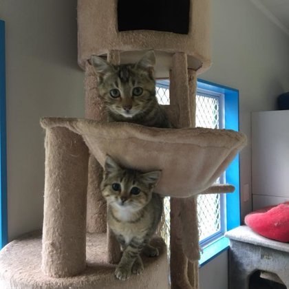 Deloraine Cattery